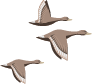 Aves