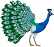 Pavo